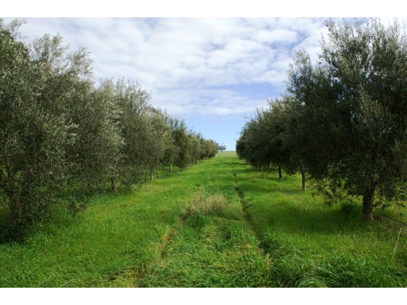 Lot 57 – 56 and Sec 10 -15, Auburn SA 5451