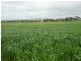* 393HA Kerleys 971.5ACS, Bute SA 5560
