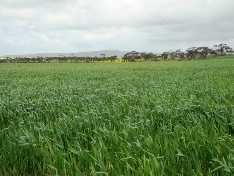 * 393HA Kerleys 971.5ACS, Bute SA 5560