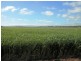 * 393HA Kerleys 971.5ACS, Bute SA 5560