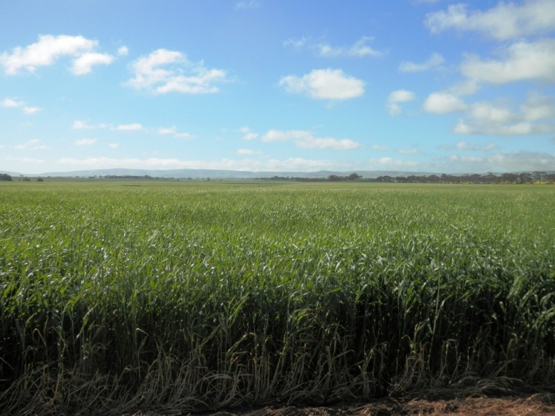 * 393HA Kerleys 971.5ACS, Bute SA 5560
