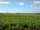 * 393HA Kerleys 971.5ACS, Bute SA 5560