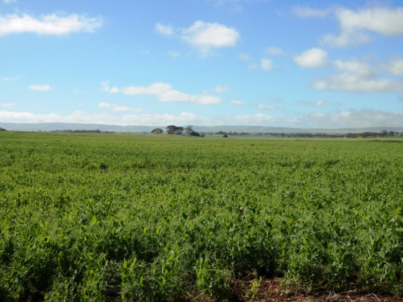 * 393HA Kerleys 971.5ACS, Bute SA 5560