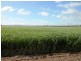 * 393HA Kerleys 971.5ACS, Bute SA 5560