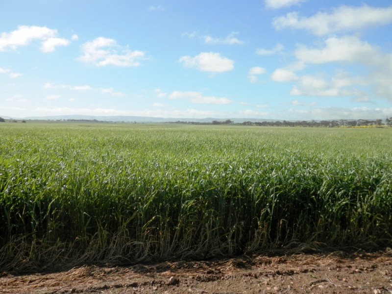 * 393HA Kerleys 971.5ACS, Bute SA 5560