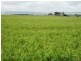 * 393HA Kerleys 971.5ACS, Bute SA 5560
