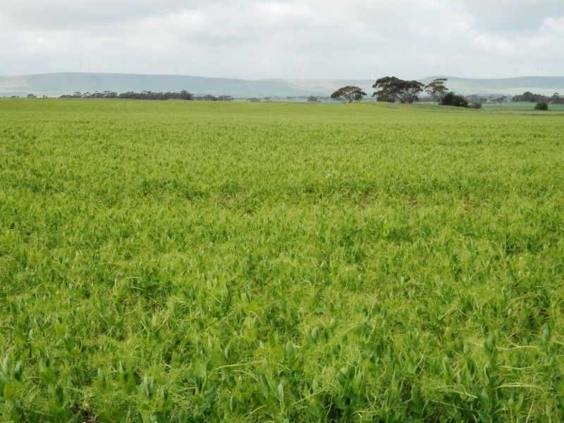 * 393HA Kerleys 971.5ACS, Bute SA 5560