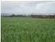 * 393HA Kerleys 971.5ACS, Bute SA 5560