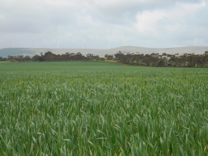 * 393HA Kerleys 971.5ACS, Bute SA 5560
