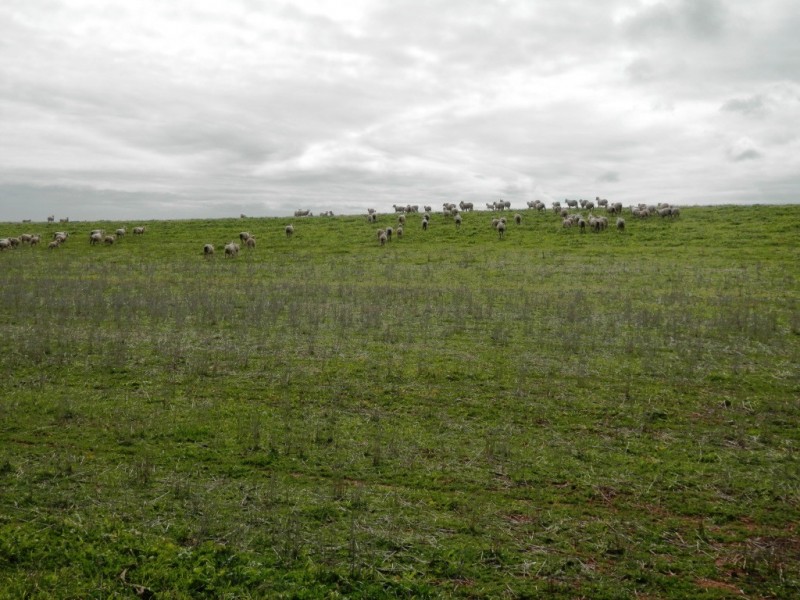 * 393HA Kerleys 971.5ACS, Bute SA 5560