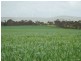 * 393HA Kerleys 971.5ACS, Bute SA 5560