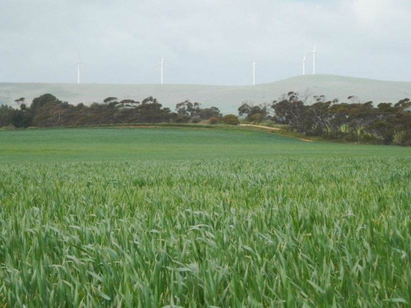* 393HA Kerleys 971.5ACS, Bute SA 5560