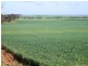 * 393HA Kerleys 971.5ACS, Bute SA 5560