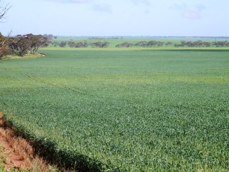 * 393HA Kerleys 971.5ACS, Bute SA 5560