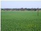 * 393HA Kerleys 971.5ACS, Bute SA 5560