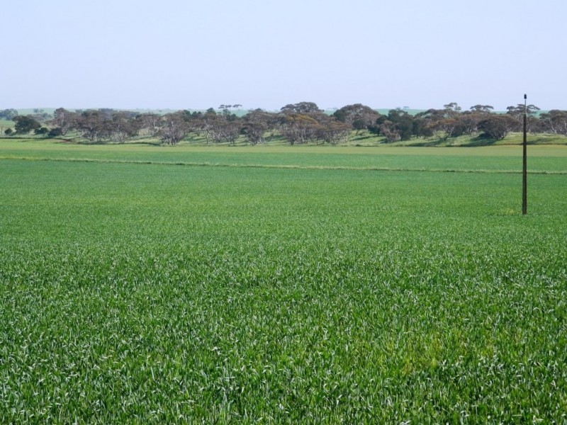 * 393HA Kerleys 971.5ACS, Bute SA 5560