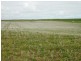 * 393HA Kerleys 971.5ACS, Bute SA 5560
