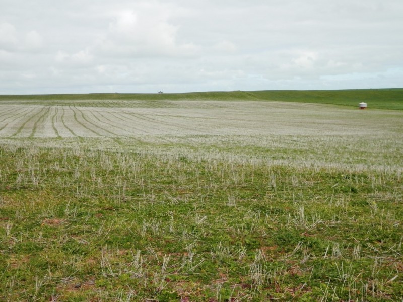 * 393HA Kerleys 971.5ACS, Bute SA 5560