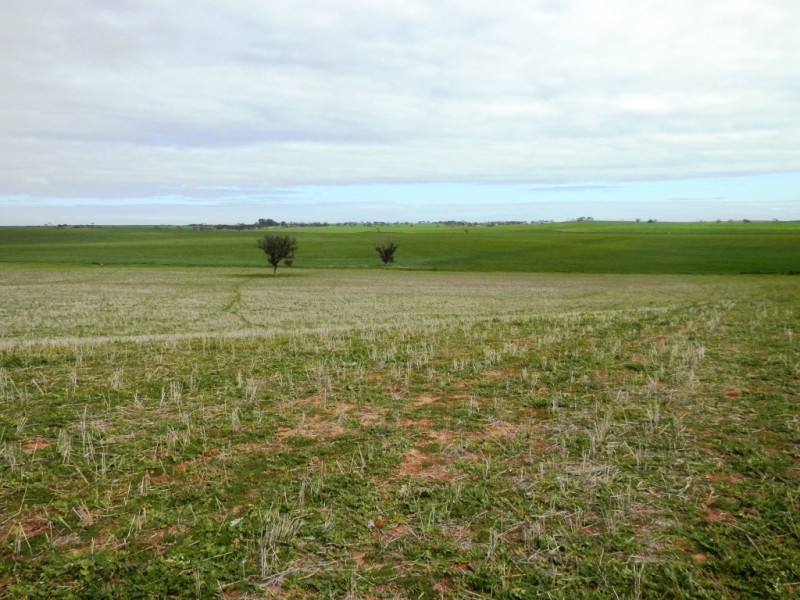 * 393HA Kerleys 971.5ACS, Bute SA 5560