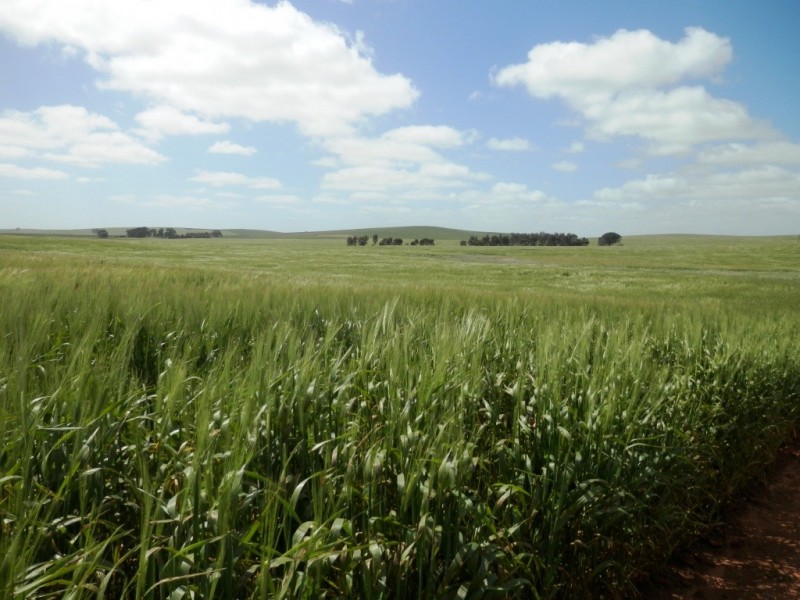 * 212.4ha Rohrlachs 525acs, Hilltown SA 5455