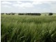 * 212.4ha Rohrlachs 525acs, Hilltown SA 5455