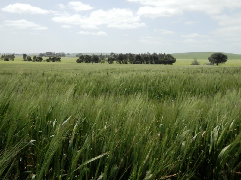 * 212.4ha Rohrlachs 525acs, Hilltown SA 5455