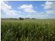 * 212.4ha Rohrlachs 525acs, Hilltown SA 5455