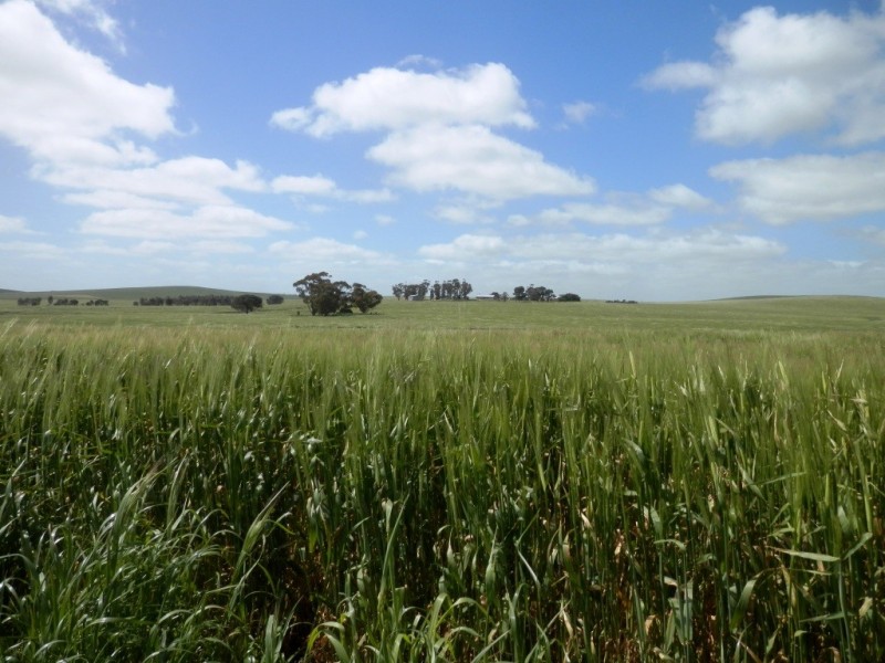 * 212.4ha Rohrlachs 525acs, Hilltown SA 5455