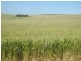 * 212.4ha Rohrlachs 525acs, Hilltown SA 5455