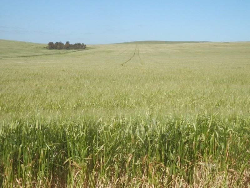 * 212.4ha Rohrlachs 525acs, Hilltown SA 5455