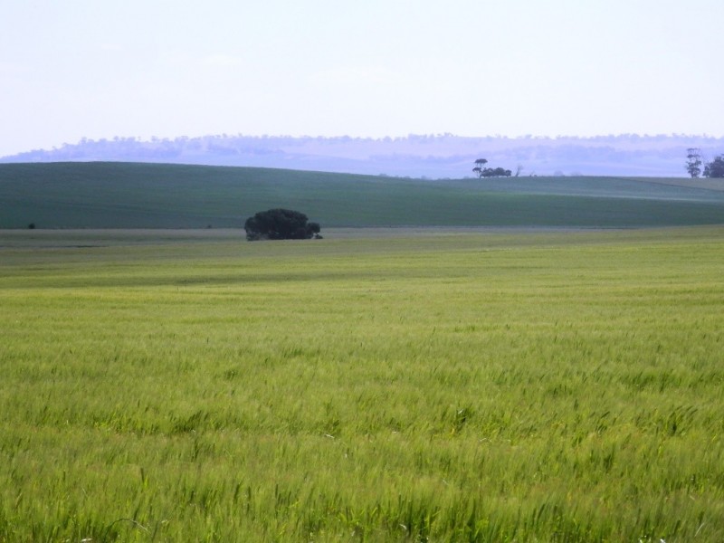 * 212.4ha Rohrlachs 525acs, Hilltown SA 5455