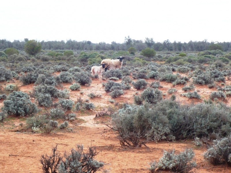 * 101,000ha Pine Valley Station 1,010km2, Burra SA 5417