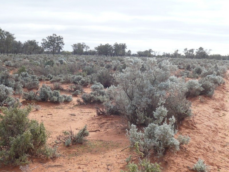 * 101,000ha Pine Valley Station 1,010km2, Burra SA 5417