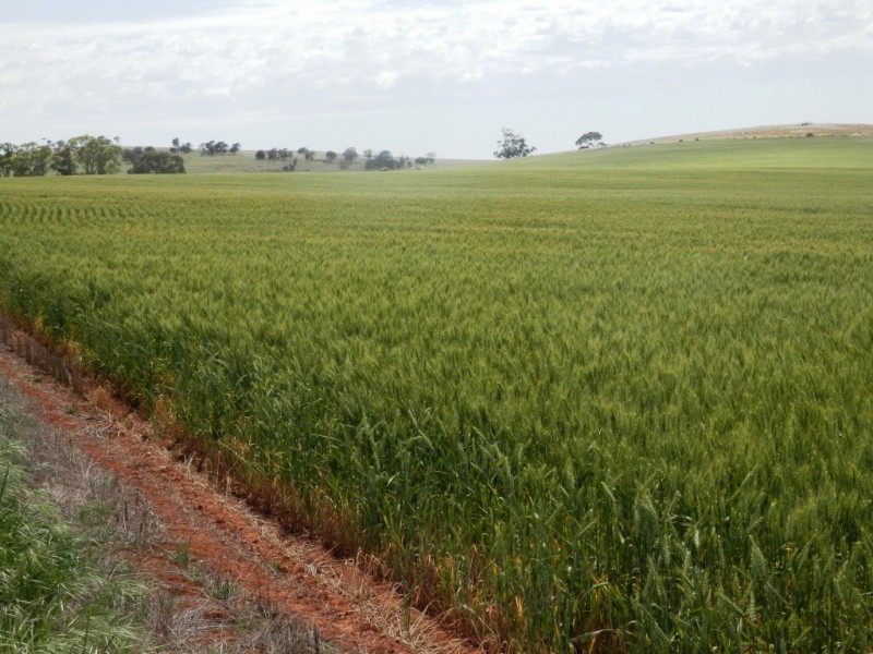 * 76.08ha “Baynes”, Jamestown SA 5491