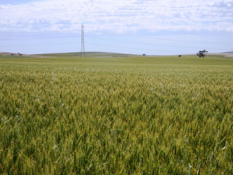 * 76.08ha “Baynes”, Jamestown SA 5491