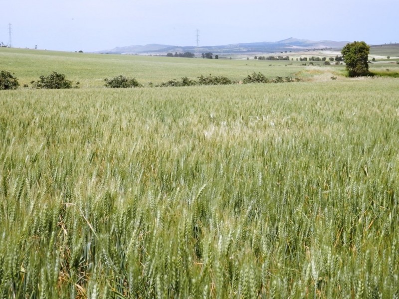 * 76.08ha “Baynes”, Jamestown SA 5491