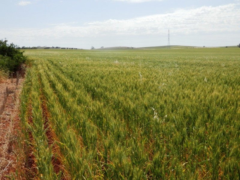 * 76.08ha “Baynes”, Jamestown SA 5491