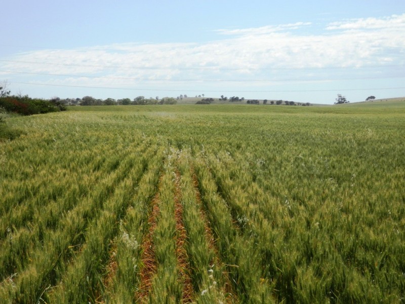 * 76.08ha “Baynes”, Jamestown SA 5491