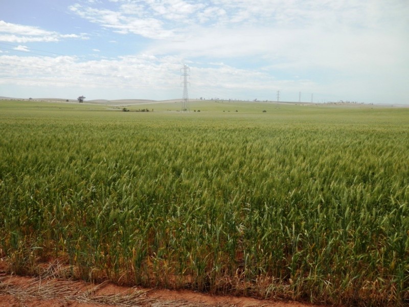 * 76.08ha “Baynes”, Jamestown SA 5491