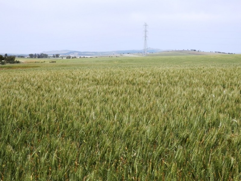 * 76.08ha “Baynes”, Jamestown SA 5491