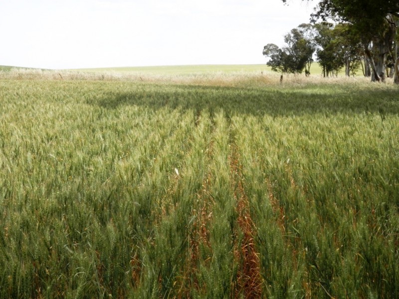 * 76.08ha “Baynes”, Jamestown SA 5491