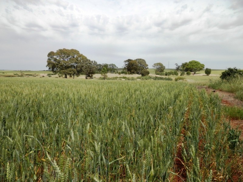 * 76.08ha “Baynes”, Jamestown SA 5491