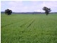 * 101ha Webbs” 251acs, Waterloo SA 5413