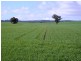 * 101ha Webbs” 251acs, Waterloo SA 5413