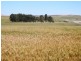* 342.74ha Holm Hill 847acs, Manoora SA 5414