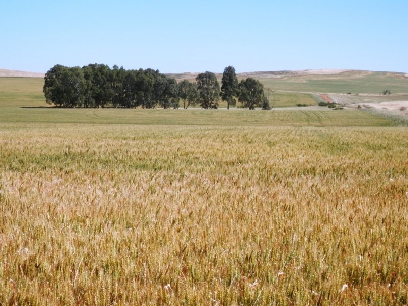 * 342.74ha Holm Hill 847acs, Manoora SA 5414