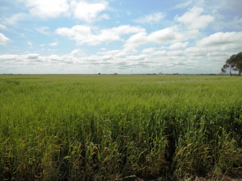 * 332.09ha Jones  Rockwood 820.76acs, Moonta SA 5558