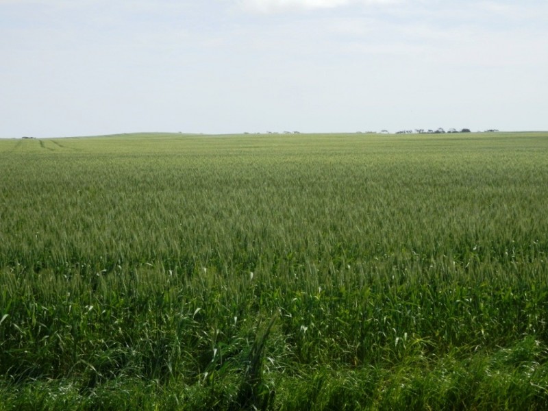 * 332.09ha Jones  Rockwood 820.76acs, Moonta SA 5558