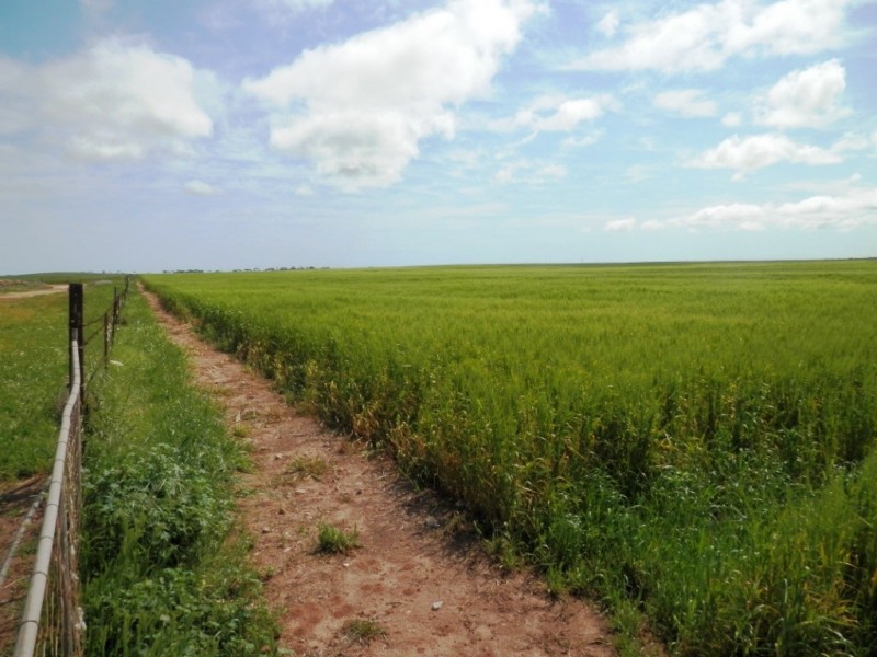 * 332.09ha Jones  Rockwood 820.76acs, Moonta SA 5558