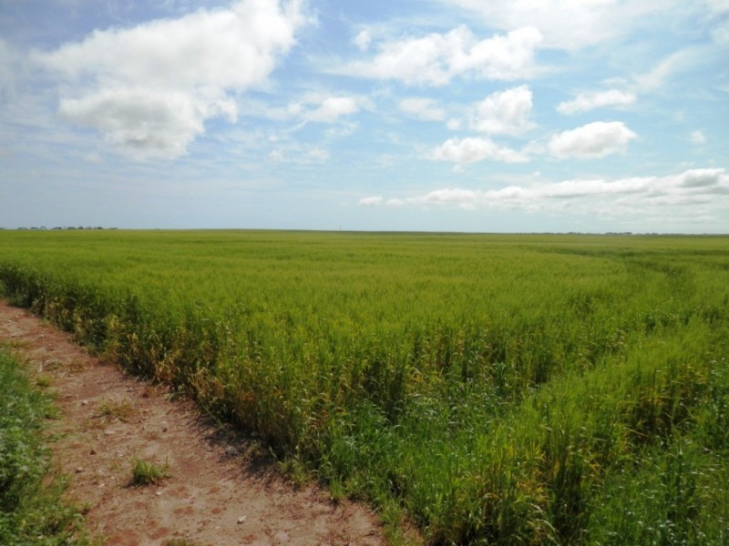 * 332.09ha Jones  Rockwood 820.76acs, Moonta SA 5558